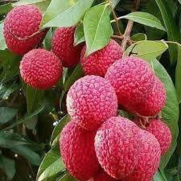 Lichi 1Kg